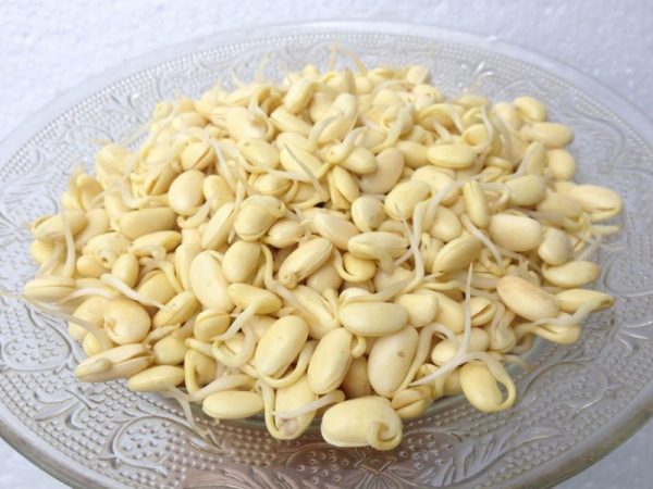 Mầm đậu lành nguyên xơ là gì?